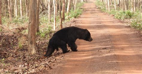 Discovering the Wilderness of Jessore Sloth Bear Sanctuary in Gujarat ...
