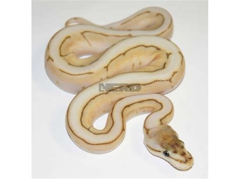 Sick Ball Python 的图像结果