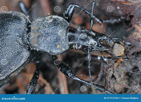 An Imago of Cychrus Caraboides. a Flightless, Specialized Predator that Hunts Shell Snails Stock ...