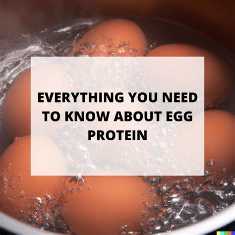 Everything You Need to Know About Egg Protein | Macros Meal Planner ...