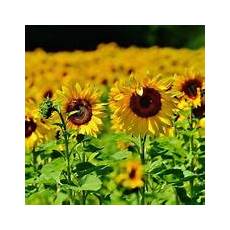 significato girasole nel linguaggio dei fiori significato girasole linguaggio dei fiori fiori di significato girasole nel linguaggio dei fiori significato girasole linguaggio dei fiori fiori di