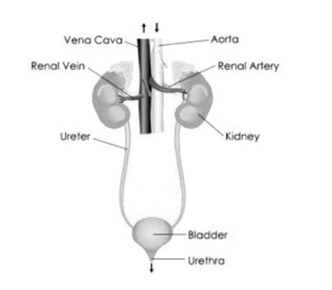 Image result for Class 10 Science Chapter 6 Notes