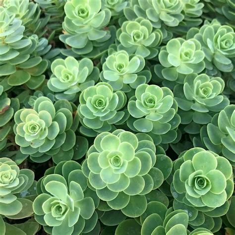 Top 10 Stonecrop Sedum Varieties to Grow - Birds and Blooms