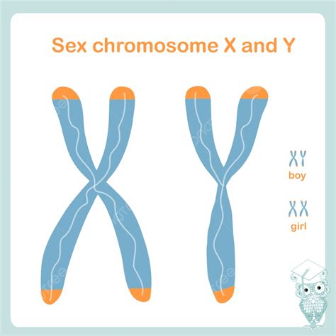 X And Y Chromosomes