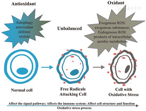Oxidative stress in leukemia and antioxidant treatment | Chinese Medical Journal