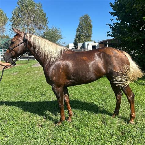 #764 🕊️ MISS PALOMA TIME (2018) Cutting Palomino Quarter Horse Mare ...