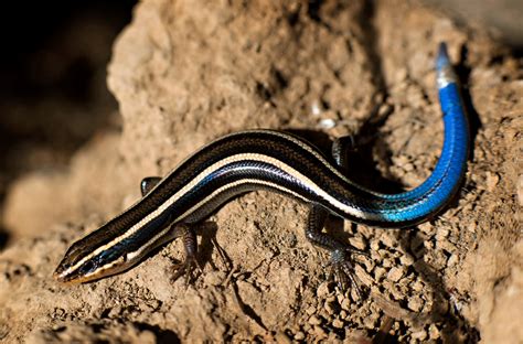 Blue tailed lizard - writingfeet