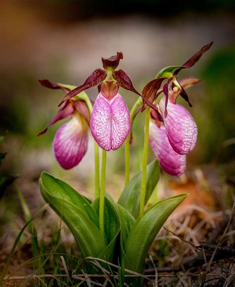 List 101+ Pictures Pictures Of Lady Slippers Flowers Excellent