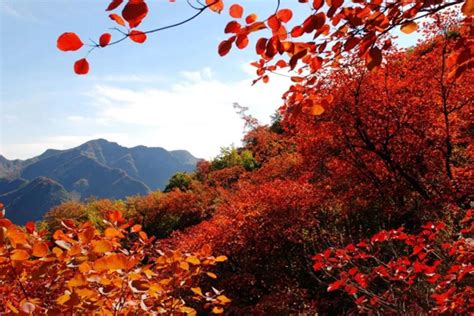 四川看红叶最好的地方，比北京香山红叶景区大180倍|红叶|香山红叶|雪山_新浪新闻