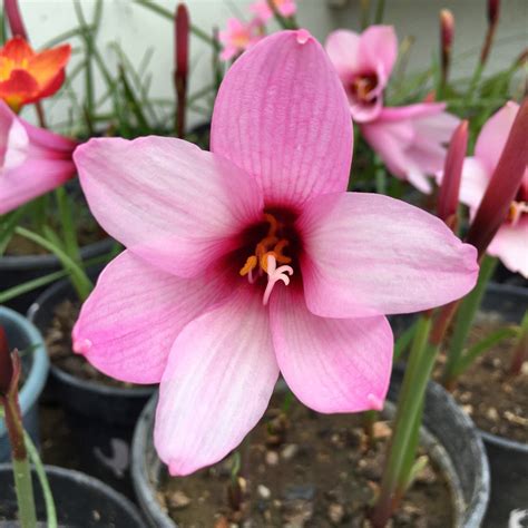 Jumbo Zephyranthes Rain Lily Flower Bulb – Plantohobby