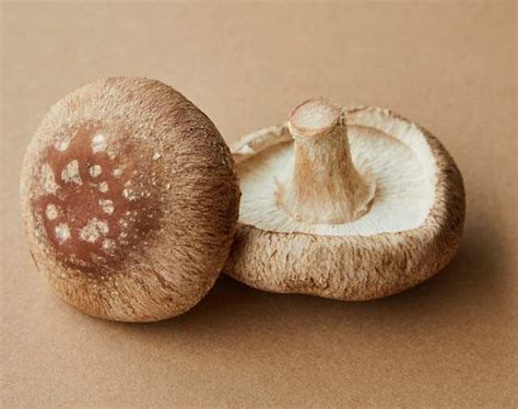 Why Is Mushroom Exploding As An Ingredient In The Beauty World? | Femina.in