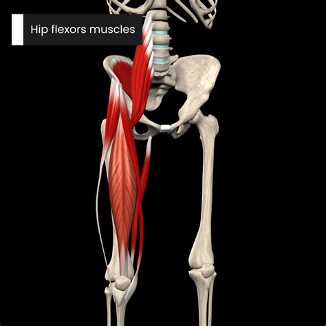 Anatomy of the Hip Joint: Bones, Ligaments, and Muscles | Muscle and Motion official blog