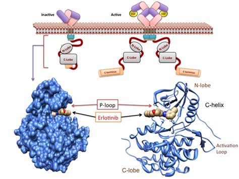 ntEGFR: A server for predicting and designing of EGFR inhibitors