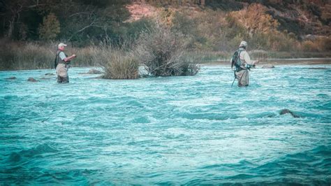 Image result for Maggot Fly Pattern