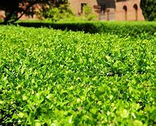Image result for Wintergreen Boxwood Growth Rate
