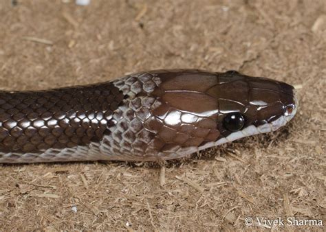 Indian Snakes - Indian Snakebite Initiative