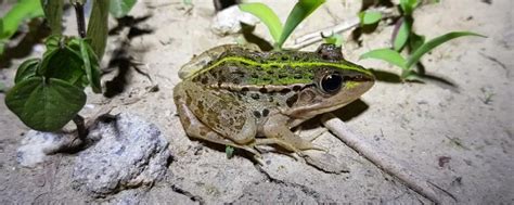 常见的青蛙品种 - 农敢网