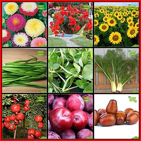 Creative Farmer Garden Seed Combo Flower Seeds & Fruit : Pomagranate ...
