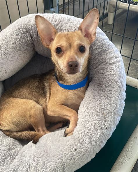 Barely Used Pets (@barely_used_pets) • Instagram photos and videos