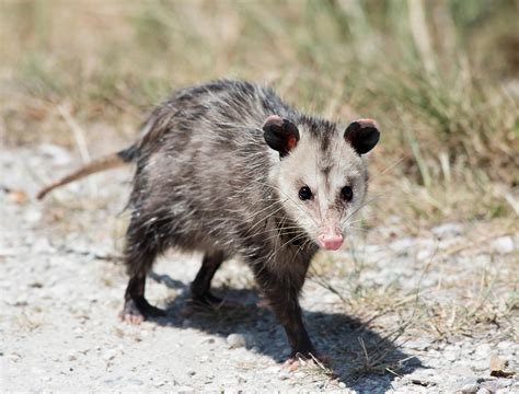 Do Opossums Carry Rabies? | Terminix