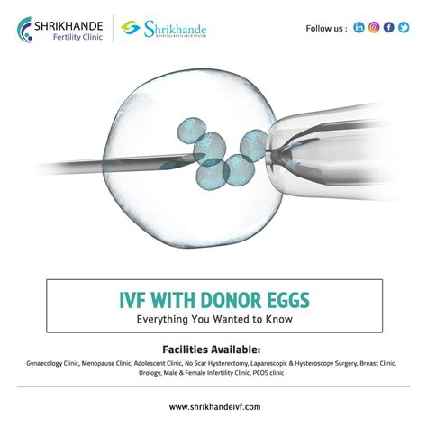 IVF with Donor Eggs | Ivf, Ivf treatment, Ivf clinic