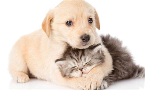 Cute Cats and Dogs Wallpapers - Top Free Cute Cats and Dogs Backgrounds ...