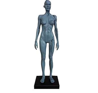 BONEW 30CM Height Female Anatomical Anatomy Skull Head Body Muscle Bone ...