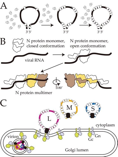 RNA Encapsidation and Packaging in the Phleboviruses