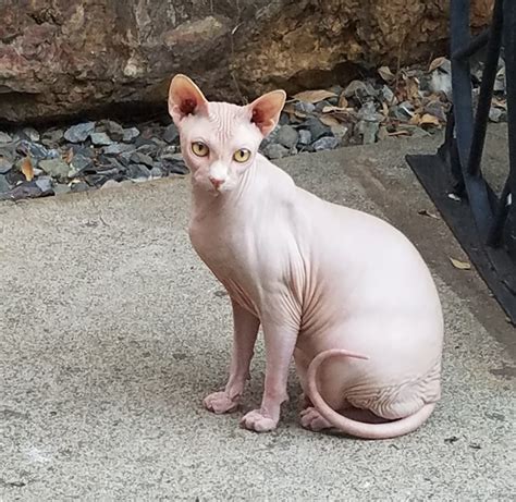 Sphynx Cats For Sale | Placerville, CA #282181 | Petzlover