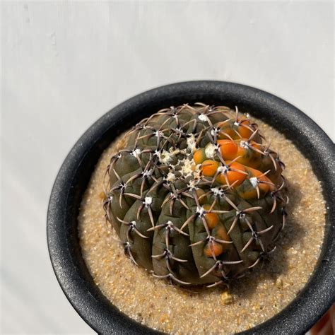 Gymnocalycium asterium【ギムノカリキウム・黒棘鳳頭錦】 | RIMO'S GREEN 【Saboten & Succulent】