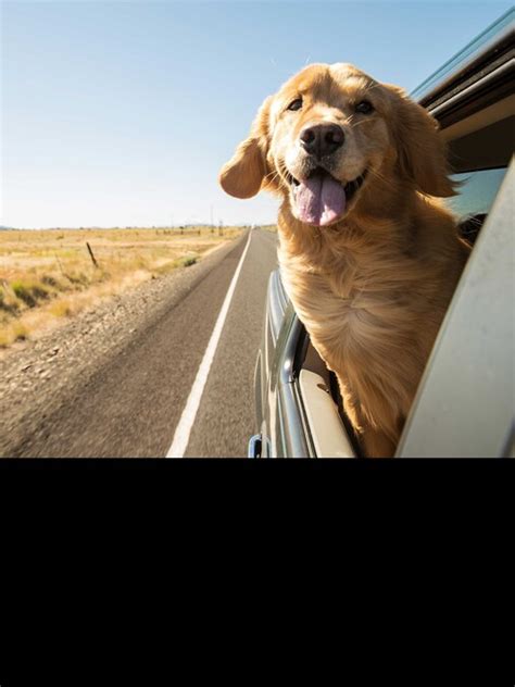 National Pet Day 2023: How can you carry your pets on train, flight