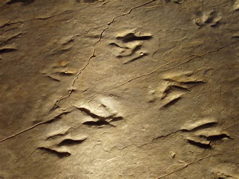 Examples Of Trace Fossils