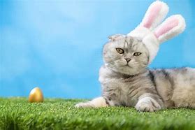 Image result for Jelly Cat Bunny Floral