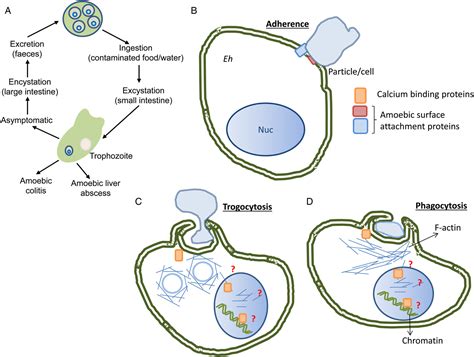 Entamoeba Histolytica Life Cycle