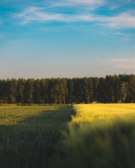 Field 的图像结果