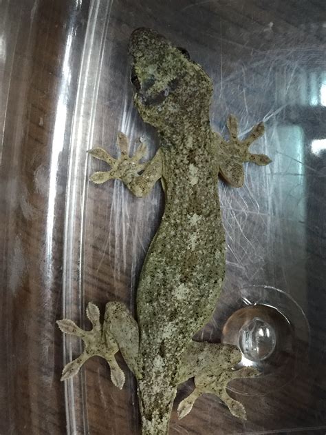 Water repellent spray prevents geckos from climbing walls – SALT ...