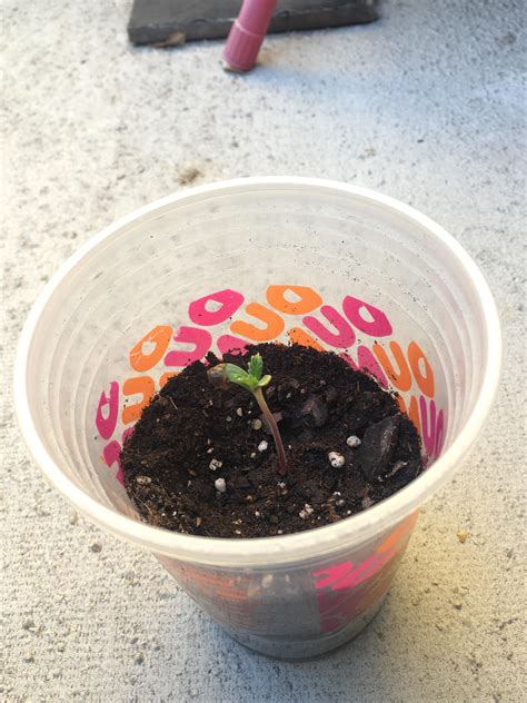 1st Time Growing Marijuana outdoors in Arizona- any help or suggestions ...