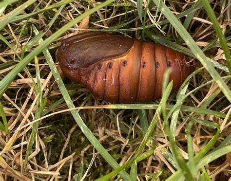 SE Michigan - my son and I found this pupa next to a cocoon, anyone know what kind of moth this ...