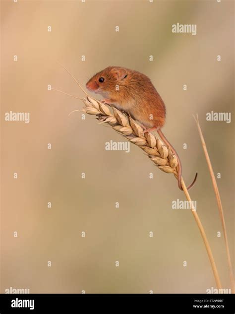 Eurasian Harvest Mouse [ Micromys minutus ] captive animal on ripe ...