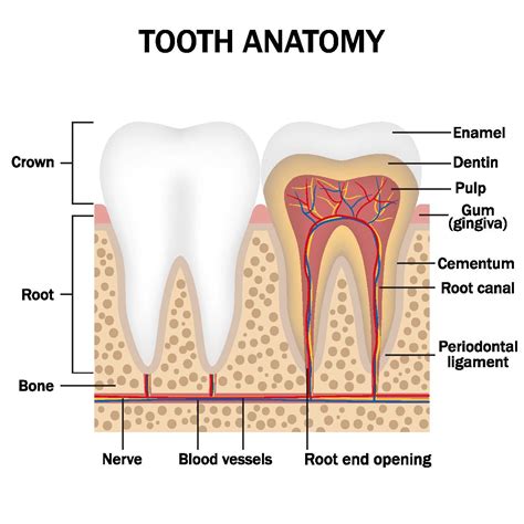 Image result for Tooth Diagram