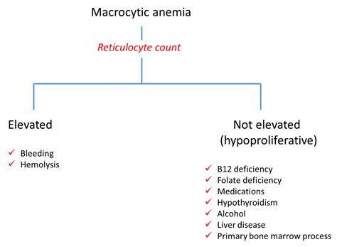 Workings backward from an elevated MCV • The Blood Project