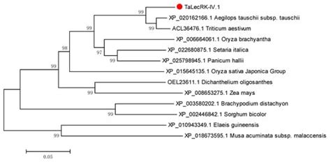The L-Type Lectin-like Receptor Kinase Gene TaLecRK-IV.1 Regulates the ...