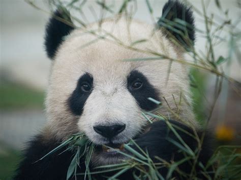 Giant Pandas Endangered