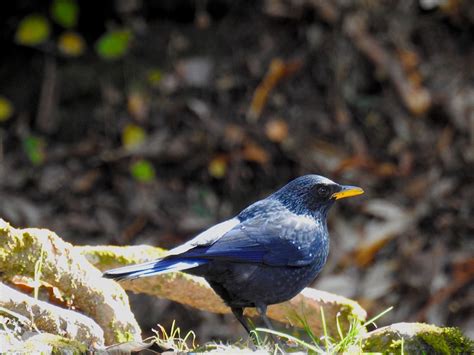 Thrush