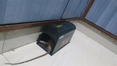 ECOSLED High Voltage Electronic Rodent Trap (Black) : Amazon.in: Garden ...