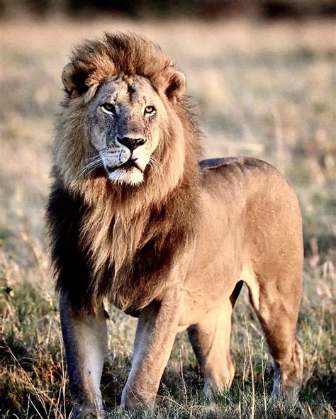 Image result for Lion Algorithm