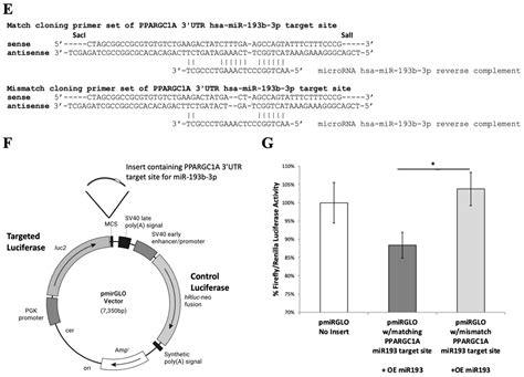 Pre-Diabetes-Linked miRNA miR-193b-3p Targets PPARGC1A, Disrupts ...