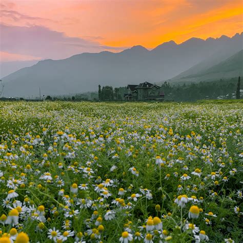 Best Himalayan Herbal Teas for Immunity, Digestion, Skin & Sleep ...