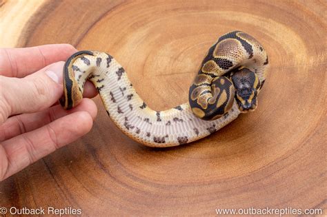 Image result for Za Reptiles Ball Python