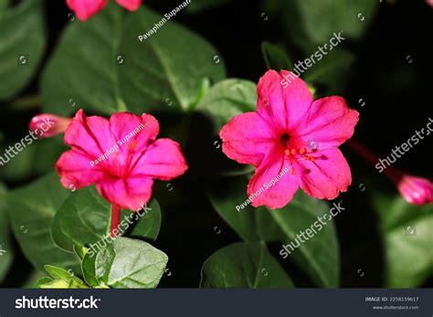 Marvel Peru Four Oclock Flower Mirabilis Stock Photo 2258159617 ...